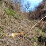 Válaszolt a hivatal a csesztvei kutyatetemek ügyében