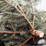 Figyelnek, számolnak, büntetnek – NAV a fenyőfa árusokat ellenőrzi