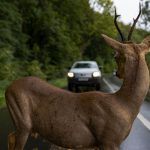 Vadat gázolt és felborult egy autó Szécsény és Pösténypuszta között