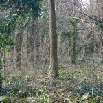 Látogatóbarát fejlesztések a gödi Nemeskéri Parkerdőben