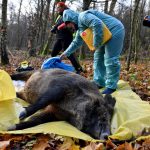 Afrikai sertéspestis Zebegényben, óvatosságra figyelmeztet a polgármester