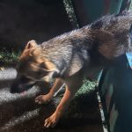 Petárdázástól megijedt kutyát mentettek a tűzoltók