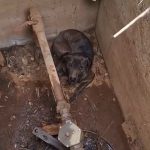 Egy hete eltűnt kutyát mentettek ki egy szervizaknából Szügy külterületén